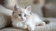 © brook - Cute long-haired white kitten with beautiful big blue eyes Ai generated