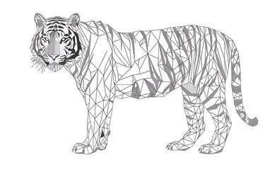 Wall Mural - Vector tiger illustration. Polygon shape line art.