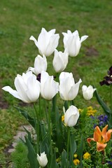 Wall Mural - Tulip flowers in full bloom. The sight of them enduring the cold winter underground and blooming on the ground in spring brightens the hearts of those who see them.