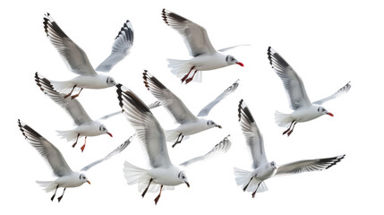 Poster - Flock of seagull bird