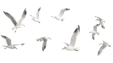 Poster - Flock of seagull bird