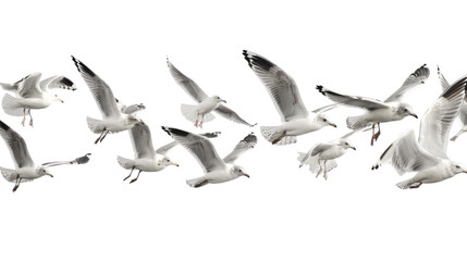 Flock of seagull bird