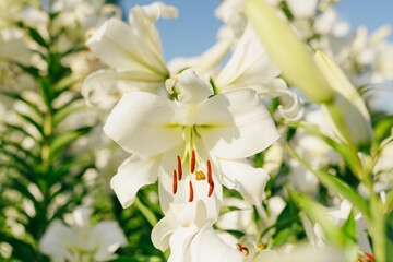 Wall Mural - White Madonna Lily. Beautiful white lily blooming on blue sky. Easter Lily flowers greeting card