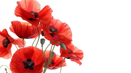 Wall Mural - Red poppy flowers