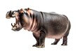 Powerful hippopotamus depicted standing with its mouth open