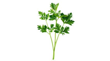 Poster - parsley