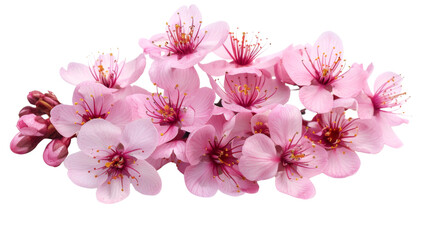 Poster - sakura flowers