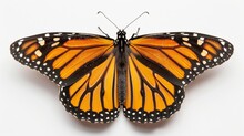 Closeup Portrait Of Monarch Butterfly On White Background Danaus Plexippus