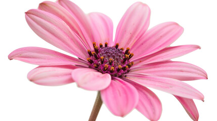 Poster - pink flower