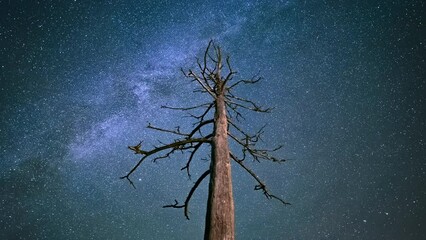 Poster - rotating motion lapse of milky way and starry night sky around barren tree