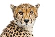 A close-up portrait of a cheetah against a white background