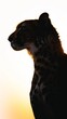 In a mesmerizing scene of dusk, the silhouette of a cheetah stands out against the fiery sky.