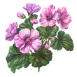Clipart illustration a geranium flower and leaves on white background. Suitable for crafting and digital design projects.[A-0002]