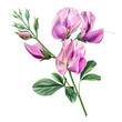 Clipart illustration a sweet pea flower and leaves on white background. Suitable for crafting and digital design projects.[A-0001]