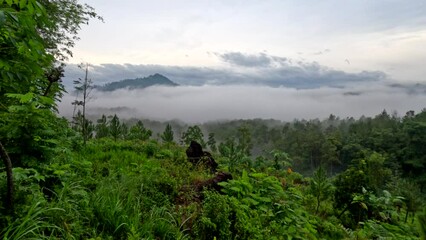 Wall Mural - Rainforest landscape view on the hill with a foggy morning mountain view.