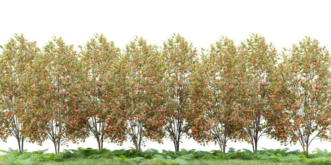 Poster - maple tree isolated on white background 3d rendering png