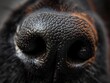 Macro shot of a dog's nose texture showing detail and sensory prowess.