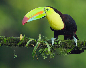 Wall Mural - front view of a keel-billed toucan perching on a branch at boca tapada
