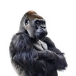 Imposing image of a gorilla on a white background