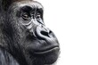 Close-up of a gorilla against a pure white background unveils the majesty and character of this remarkable creature.