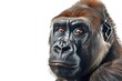Close-up portrait of a gorilla against a white background