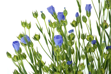 Wall Mural - Blue flax blossom in close up over white background