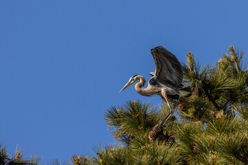 flying great blue heron with blue sky