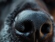 Macro shot showcasing the unique texture and detail of a black canine nose.