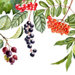 watercolor drawing branches of trees with green leaves and berries, guelder rose, rowan, bird cherry and shadberry, hand drawn illustration