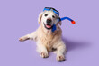 White adorable Labrador dog in diving mask on lilac background