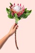 Woman holding king protea
