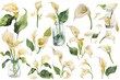 watercolor white calla lilies in glass jars, green leaves and flowers clipart set