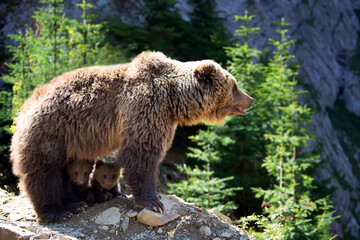Wall Mural - she-bear and two bear cubs in the summer forest on hill