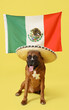 Boxer dog in sombrero hat with Mexican flag on yellow background