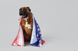 Boxer dog with USA flag on light background