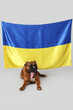 Boxer dog with flag of Ukraine on light background
