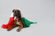 Boxer dog with Italian flag lying on light background