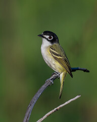 Wall Mural - Black-capped Vireo