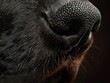 Detailed macro shot of a dog's nose revealing texture and whiskers.