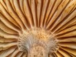 Close-up view of the intricate gill structure of a mushroom, showcasing organic patterns and textures.