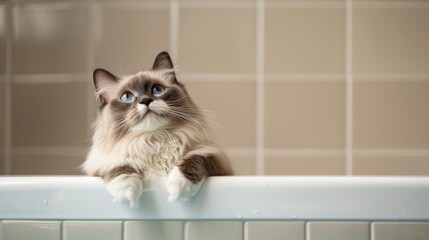 Poster - A fluffy Ragdoll cat perched on the edge of a bathtub, contemplating a playful leap into the water below.