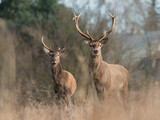 Jeleń szlachetny (Cervus elaphus)