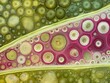 Vibrant organic shapes in green and pink hues, resembling microscopic life forms or cellular structures.