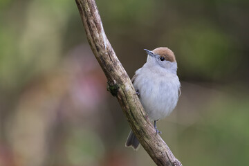 Poster - A close up of a female blackcap. Sylvia atricapilla, as she is perched on a branch with natural out of focal background