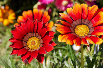 Wall Mural - red daisy in bloom in spring