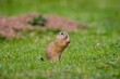European ground squirrel eating food and moving on the meadow. Cute animal in the wild