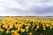 an lot off yellow daffodils Whit windmills