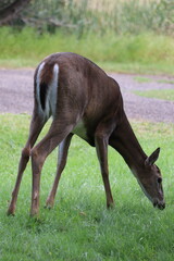 Wall Mural - White-tailed deer (Odocoileus virginianus) in front of vibrant green backdrop