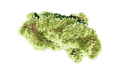 Wall Mural - top view of 3d render various types of flowers grass bushes shrub and small plants on transparent ba