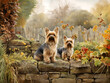 Two Yorkshire Terrier dogs sitting on a wall in the autumn garden